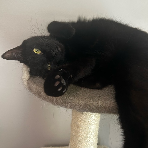 Meet your Posher, Melissa - Picture 7 of 7